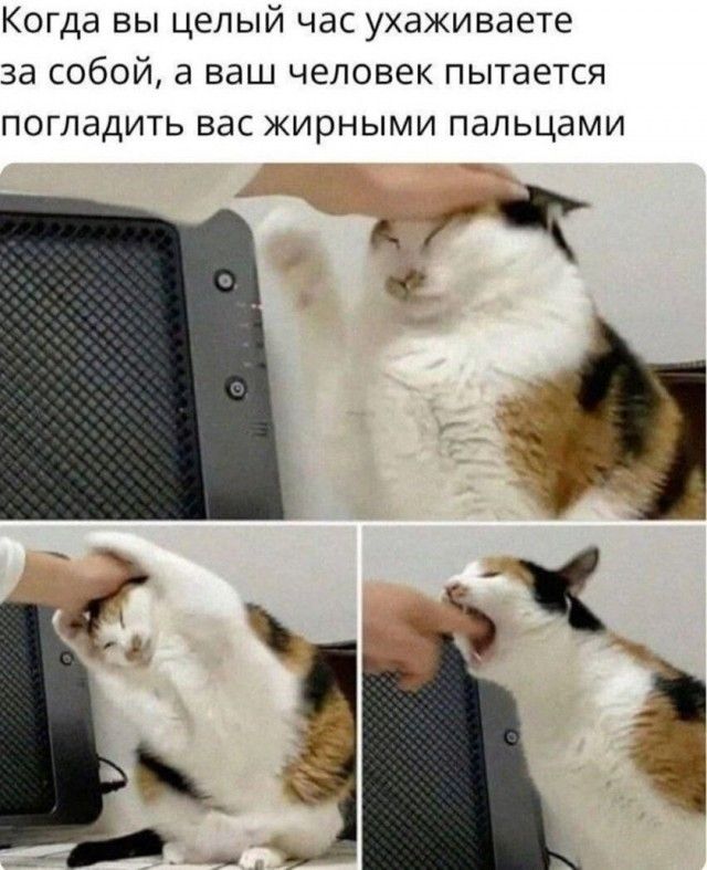 Когда вы целый час ухаживаете за собой, а ваш человек пытается погладить вас жирными пальцами