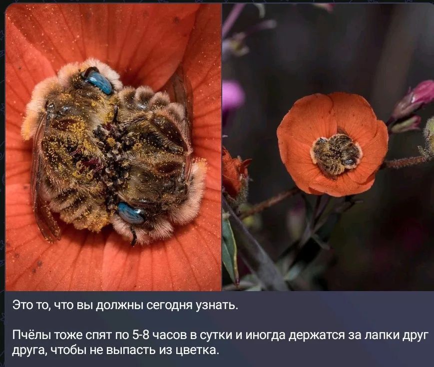 Это то, что вы должны сегодня узнать.
Пчёлы тоже спят по 5-8 часов в сутки и иногда держатся за лапки друг друга, чтобы не выпасть из цветка.