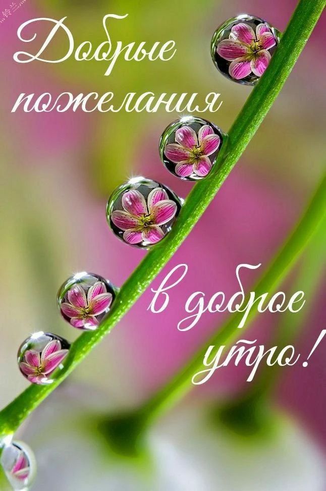 Добрые пожелания в доброе утро!