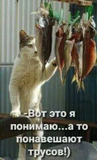 -Вот это я понимаю...а то понавешают трусов!)