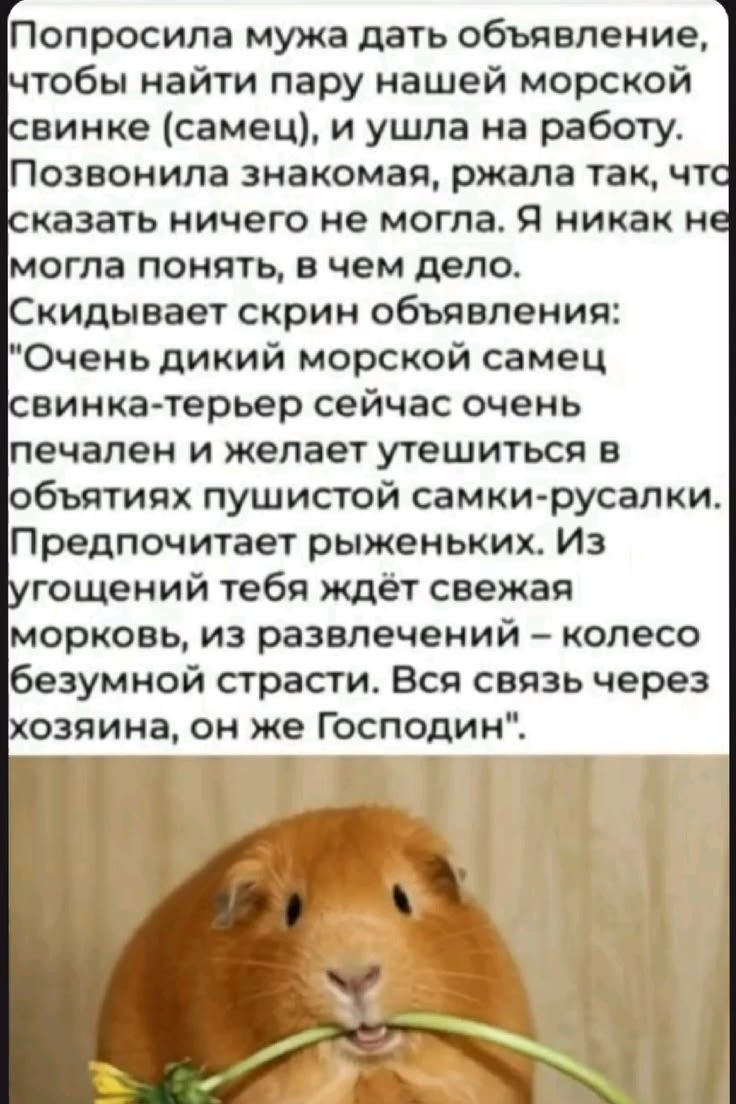 Попросила мужа дать объявление, чтобы найти пару нашей морской свинке (самец), и ушла на работу. Позвонила знакомая, ржала так, что сказать ничего не могла. Я никак не могла понять, в чем дело. Скидывает скрин объявления: 
