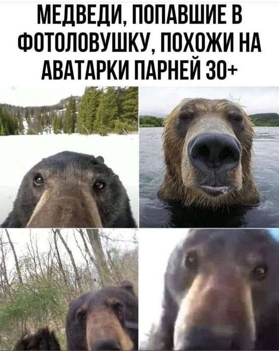 Медведи, попавшие в фотоловушку, похожи на аватарки парней 30+