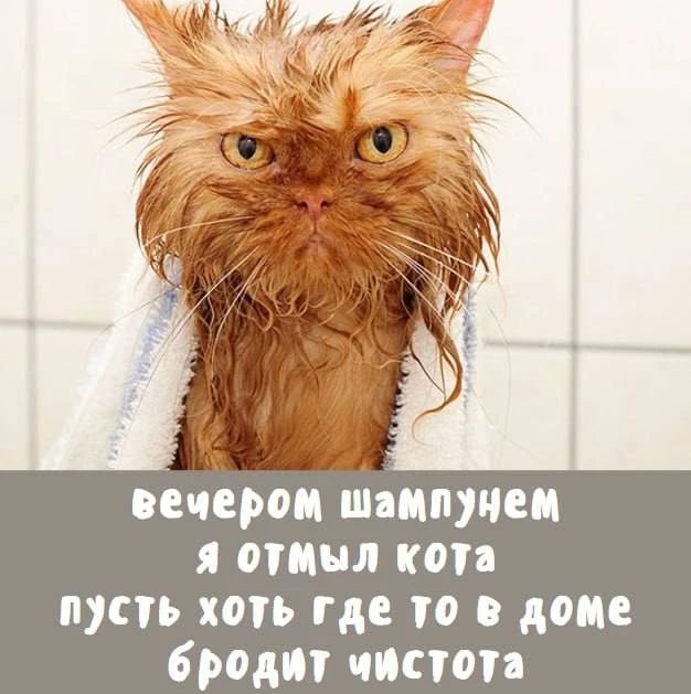 вечером шампунем я отмыл кота пусть хоть где то в доме бродит чистота
