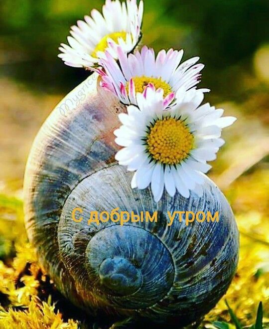 С добрым утром