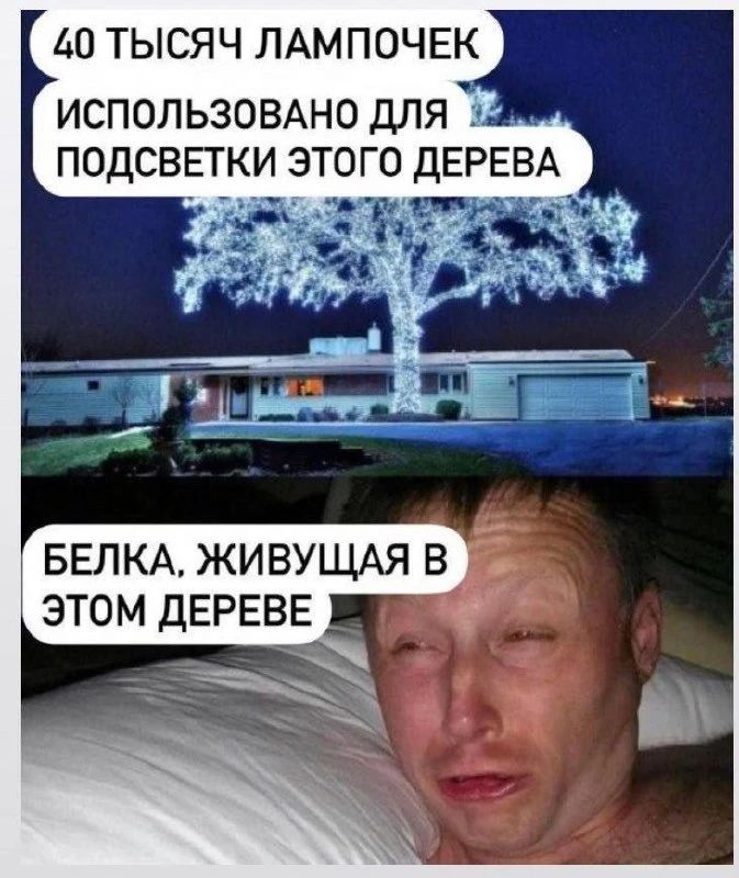 40 ТЫСЯЧ ЛАМПОЧЕК ИСПОЛЬЗОВАНО ДЛЯ ПОДСВЕТКИ ЭТОГО ДЕРЕВА БЕЛКА, ЖИВУЩАЯ В ЭТОМ ДЕРЕВЕ