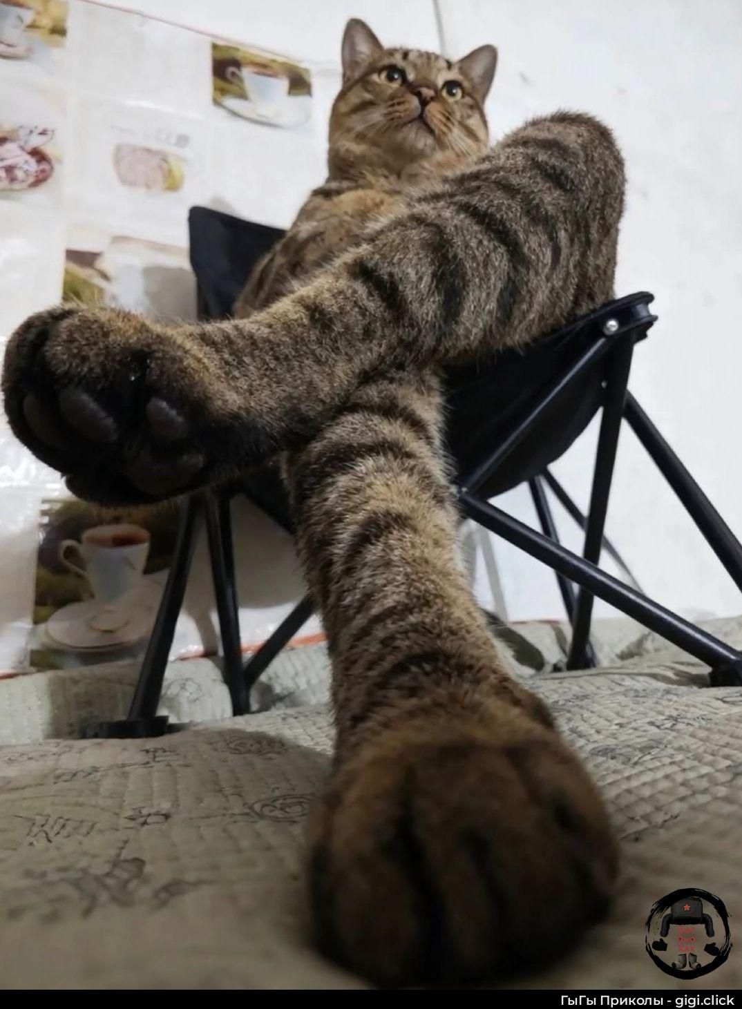 ГыГы Приколы - gigi.click