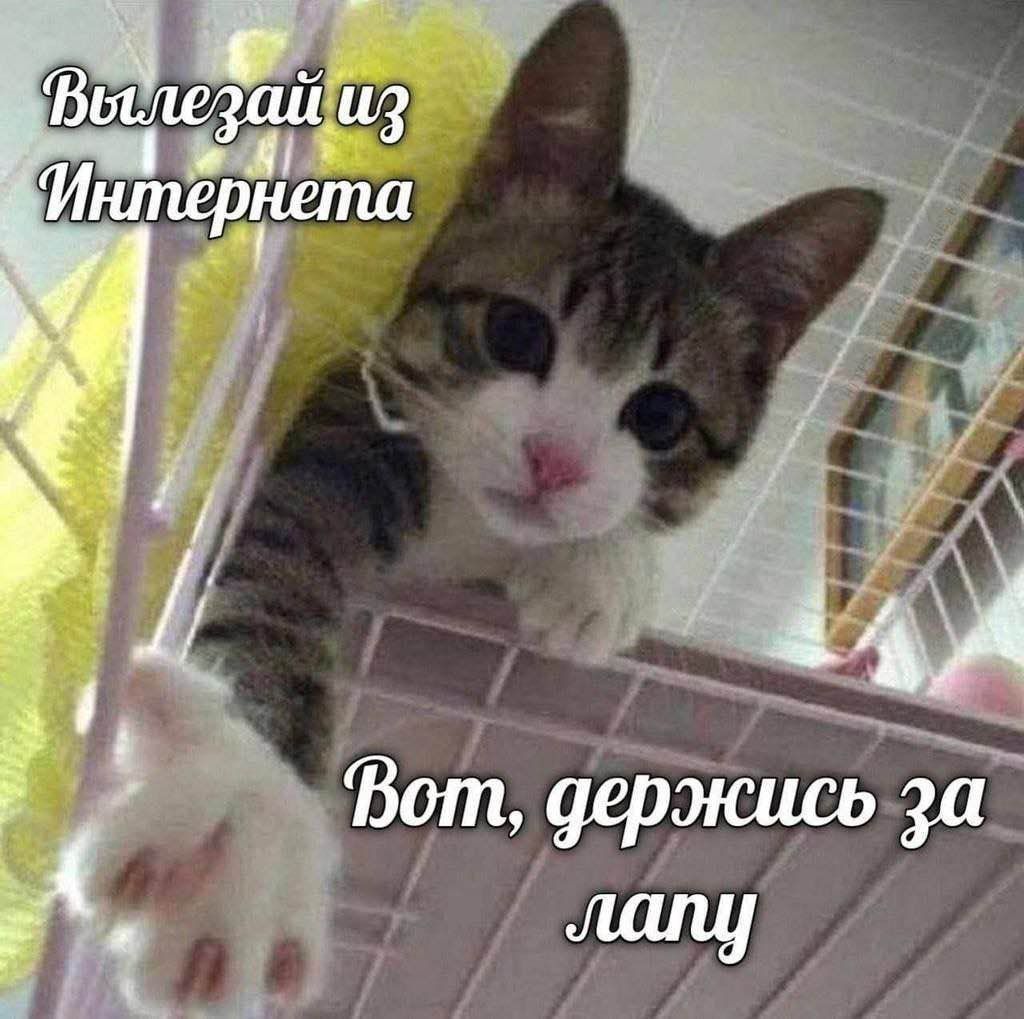 Вылезай из Интернета Вот, держись за лапу