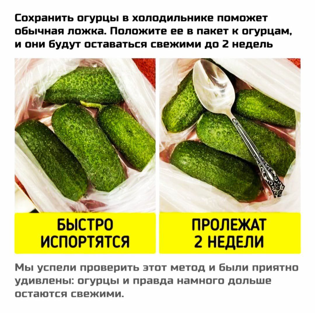 Сохранить огурцы в холодильнике поможет обычная ложка. Положите ее в пакет к огурцам, и они будут оставаться свежими до 2 недель. Быстро испортятся. Пролежат 2 недели. Мы успели проверить этот метод и были приятно удивлены: огурцы и правда намного дольше остаются свежими.