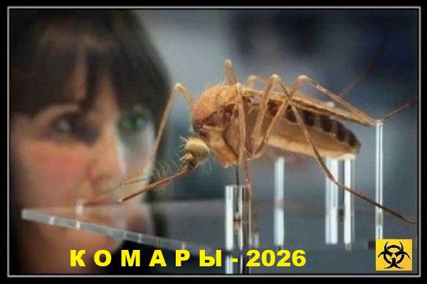 КОМАРЫ - 2026