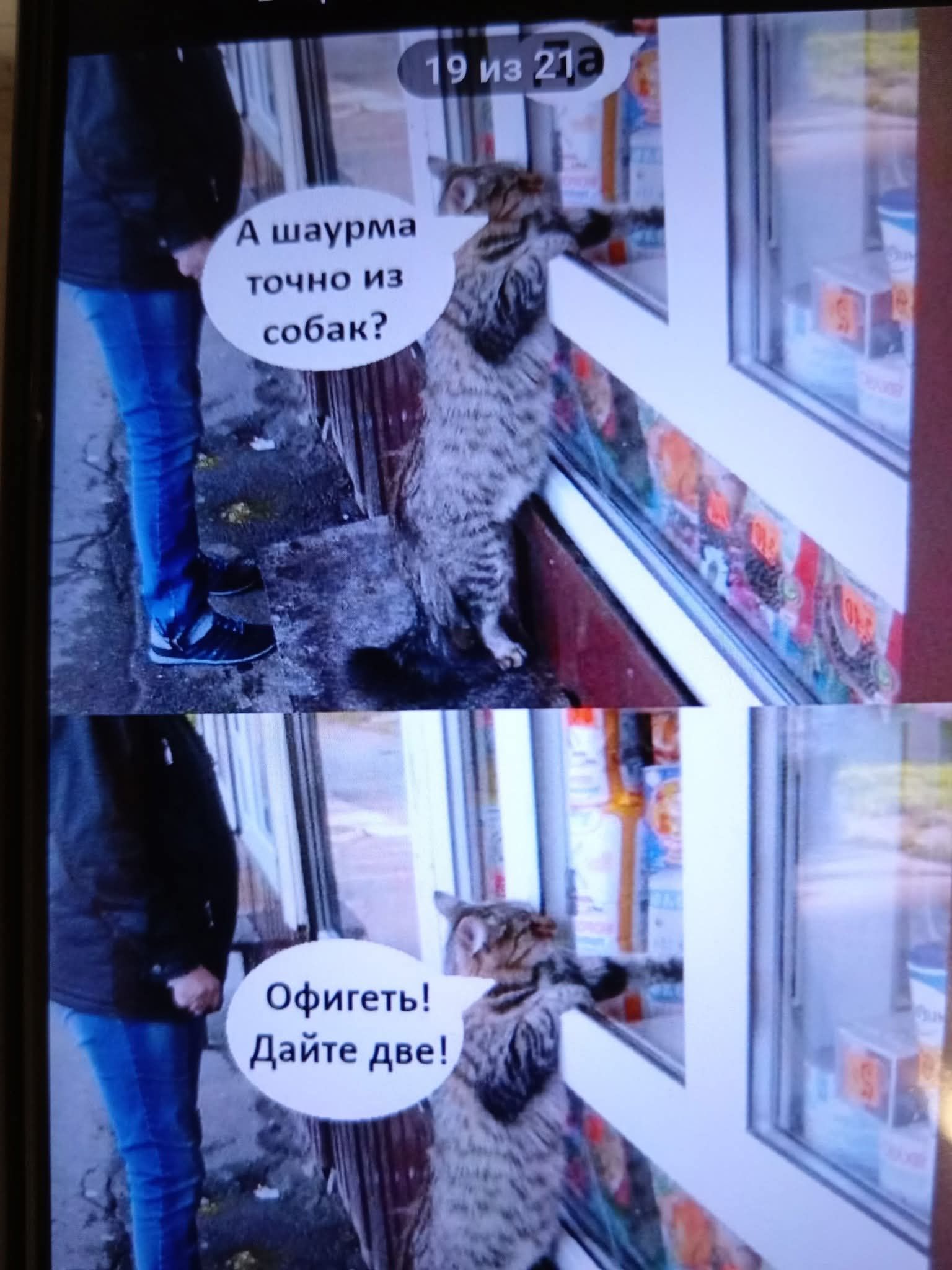 А шаурма точно из собак? Офигеть! Дайте две! 19 из 21а