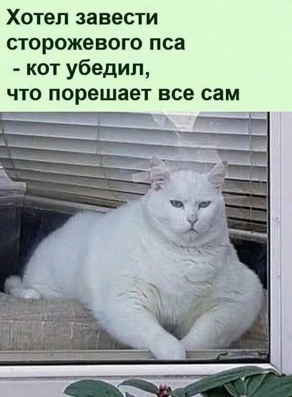Хотел завести сторожевого пса - кот убедил, что порешает все сам