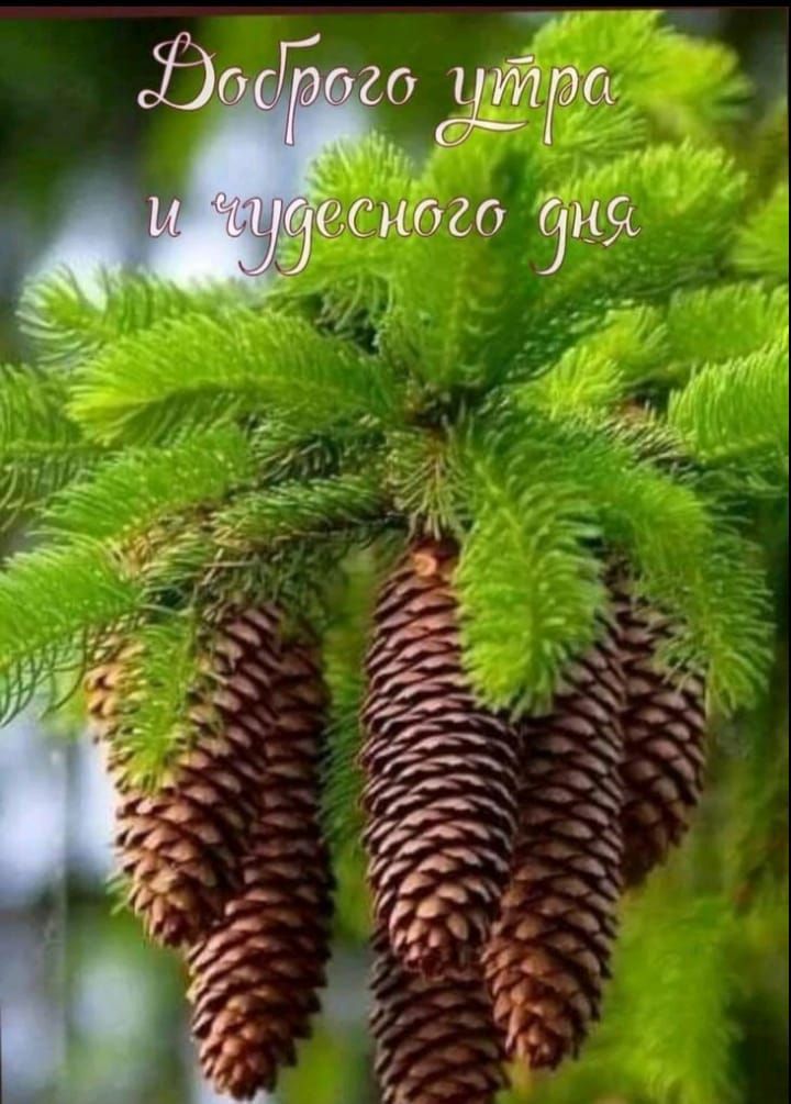 Доброго утра и чудесного дня