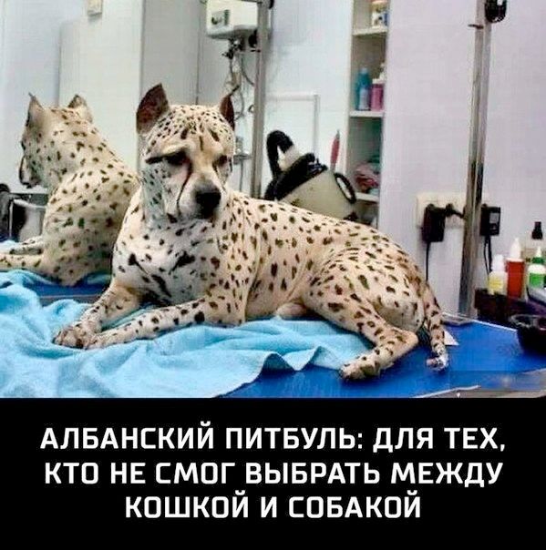 АЛБАНСКИЙ ПИТБУЛЬ: ДЛЯ ТЕХ, КТО НЕ СМОГ ВЫБРАТЬ МЕЖДУ КОШКОЙ И СОБАКОЙ