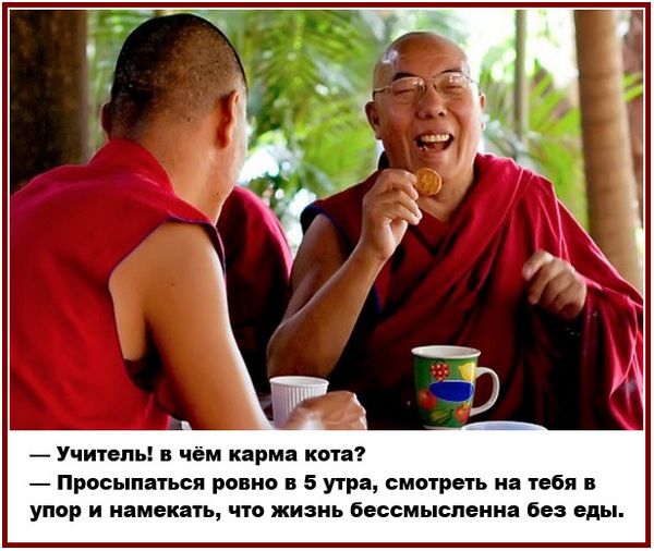 — Учитель! в чём карма кота? — Просыпаться ровно в 5 утра, смотреть на тебя в упор и намекать, что жизнь бессмысленна без еды.