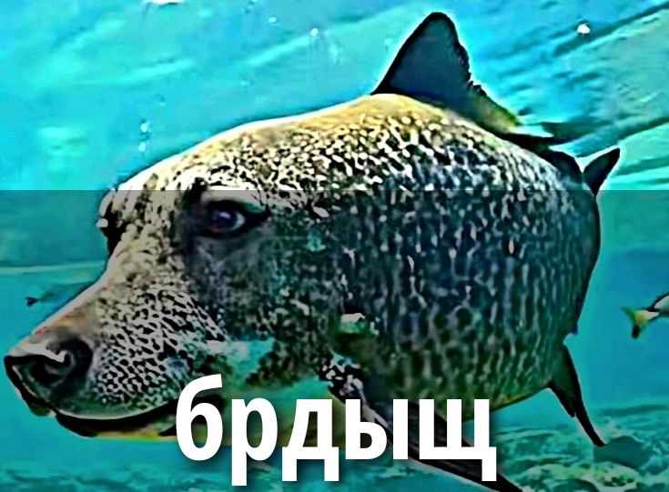 брдыщ