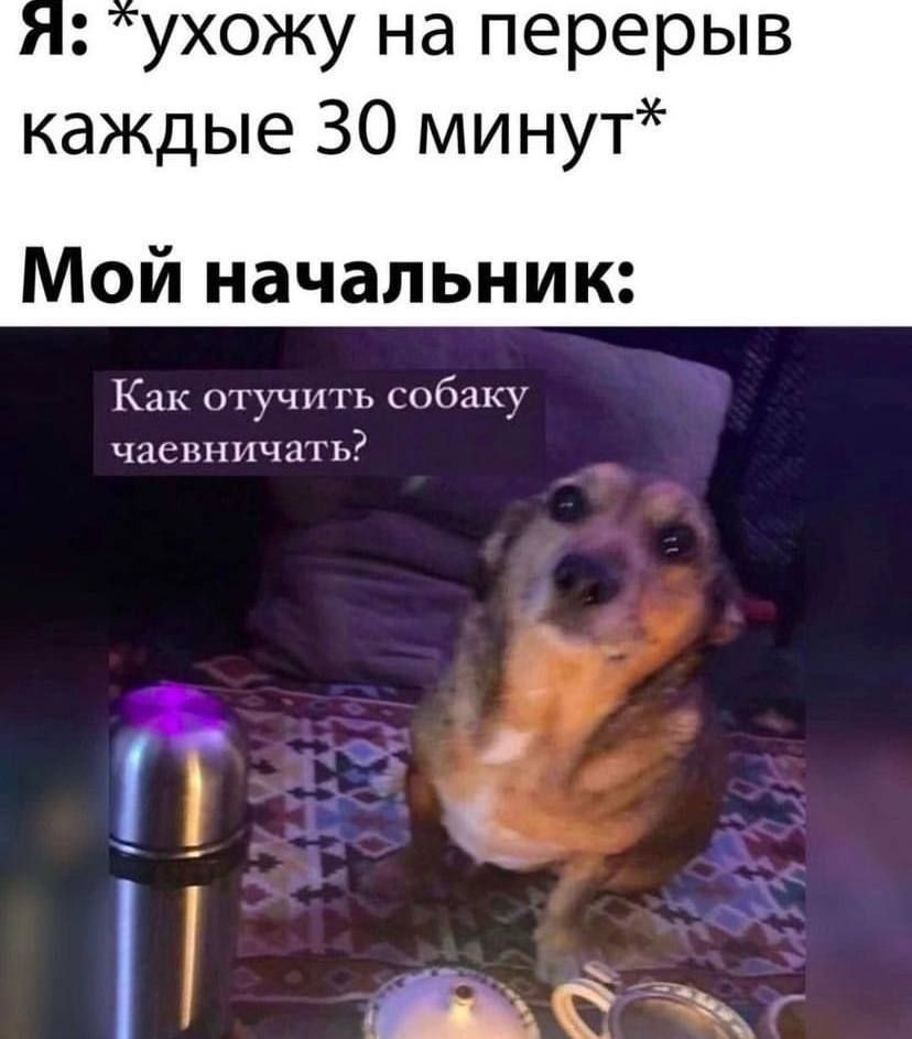 Я: *ухожу на перерыв каждые 30 минут* Мой начальник: Как отучить собаку чаевничать?