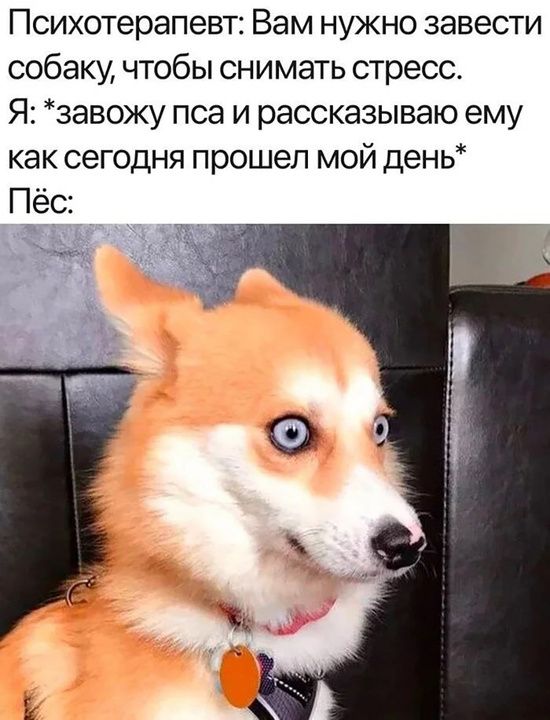 Психотерапевт: Вам нужно завести собаку, чтобы снимать стресс. Я: *завожу пса и рассказываю ему как сегодня прошел мой день* Пёс: