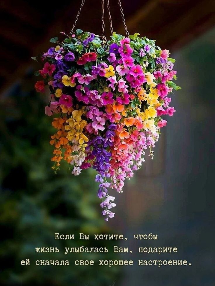 Если Вы хотите, чтобы жизнь улыбалась Вам, подарите ей сначала свое хорошее настроение.