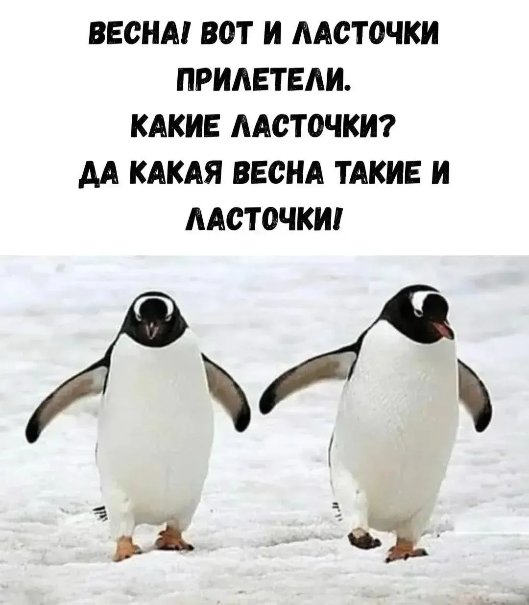 ВЕСНА! ВОТ И ЛАСТОЧКИ ПРИЛЕТЕЛИ. КАКИЕ ЛАСТОЧКИ? ДА КАКАЯ ВЕСНА ТАКИЕ И ЛАСТОЧКИ!