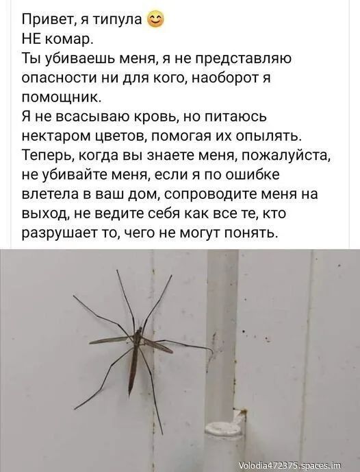 Привет, я типула 🙂 НЕ комар. Ты убиваешь меня, я не представляю опасности ни для кого, наоборот я помощник. Я не всасываю кровь, но питаюсь нектаром цветов, помогая их опылять. Теперь, когда вы знаете меня, пожалуйста, не убивайте меня, если я по ошибке влетела в ваш дом, сопроводите меня на выход, не ведите себя как все те, кто разрушает то, чего