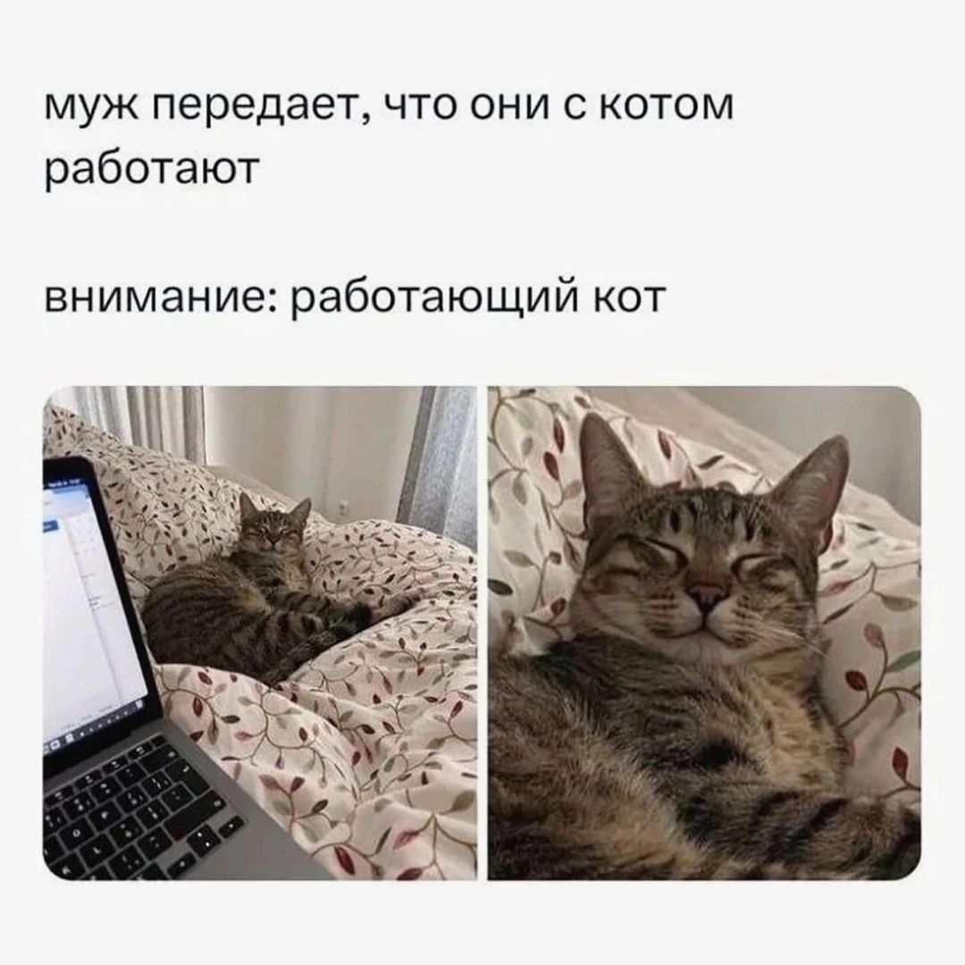 муж передает, что они с котом работают внимание: работающий кот