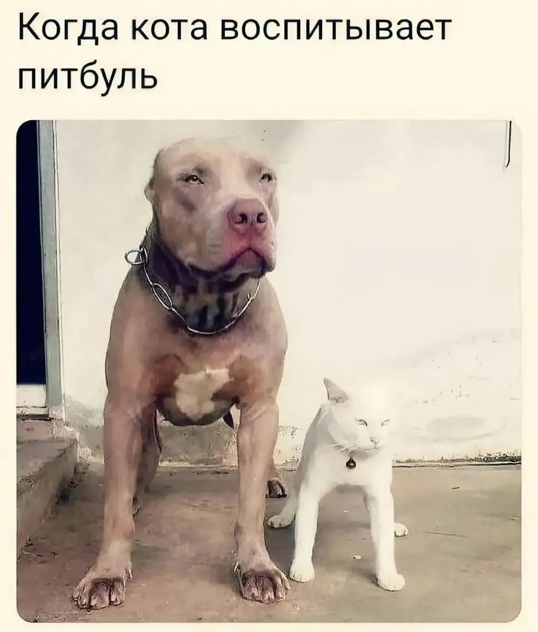 Когда кота воспитывает питбуль