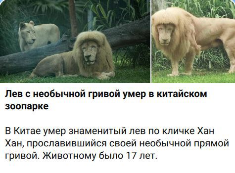 Лев с необычной гривой умер в китайском зоопарке
В Китае умер знаменитый лев по кличке Хан Хан, прославившийся своей необычной прямой гривой. Животному было 17 лет.