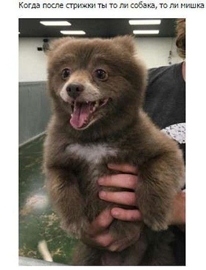 Когда после стрижки ты то ли собака, то ли мишка