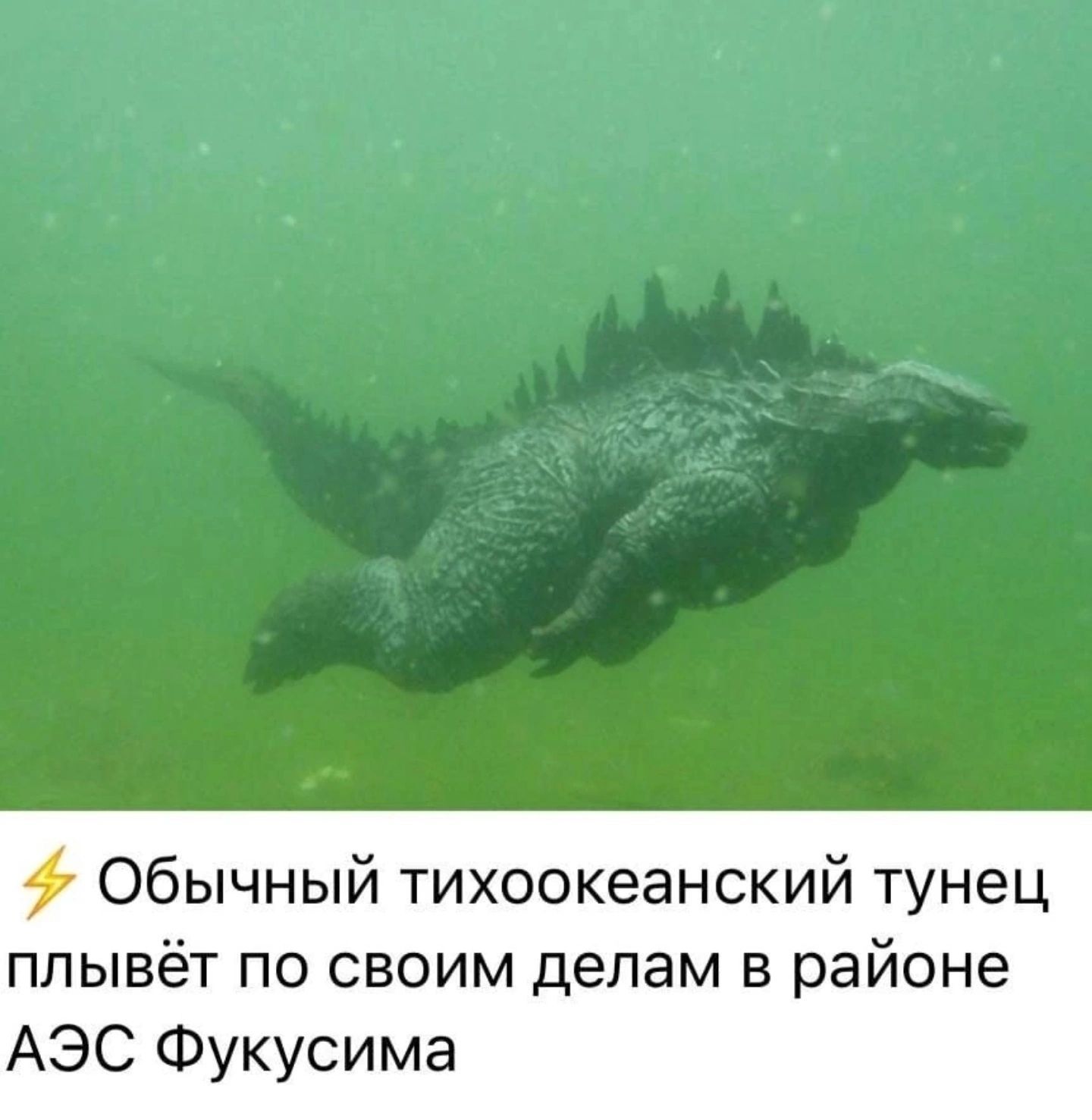 Обычный тихоокеанский тунец плывёт по своим делам в районе АЭС Фукусима