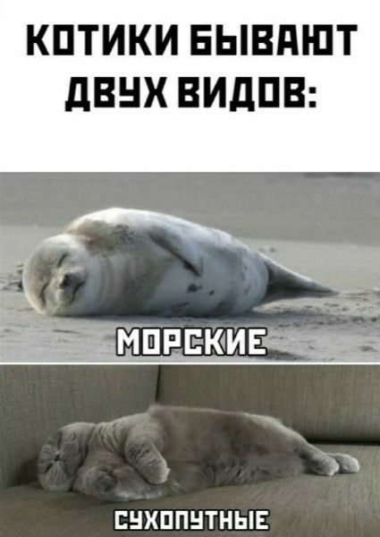 Котики бывают двух видов: морские, сухопутные.