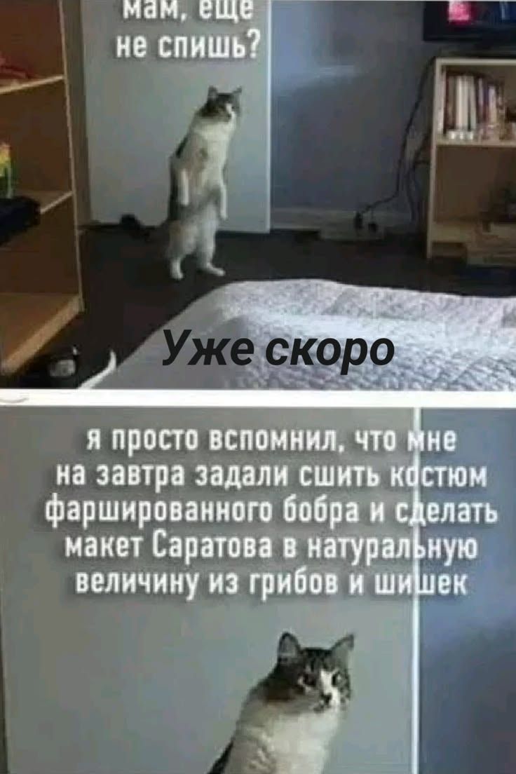 Мам, еще не спишь? Уже скоро. Я просто вспомнил, что мне на завтра задали сшить костюм фаршированного бобра и сделать макет Саратова в натуральную величину из грибов и шишек