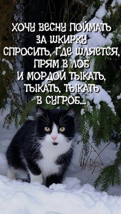 ХОЧУ ВЕСНУ ПОЙМАТЬ ЗА ШКИРКУ СПРОСИТЬ, ГДЕ ШЛЯЕТСЯ, ПРЯМ В ЛОБ И МОРДОЙ ТЫКАТЬ, ТЫКАТЬ, ТЫКАТЬ В СУГРОБ...