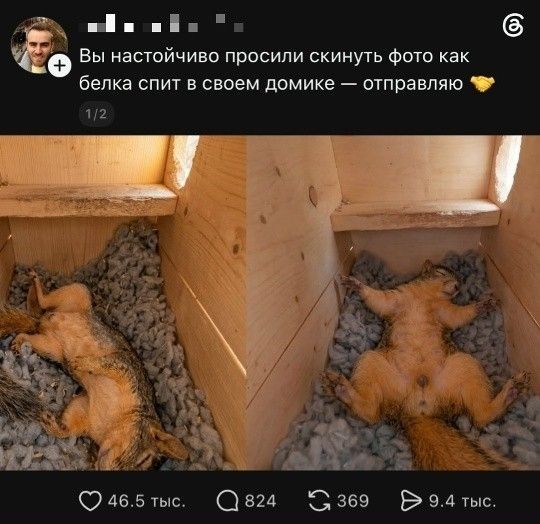 Вы настойчиво просили скинуть фото как белка спит в своем домике — отправляю 👋