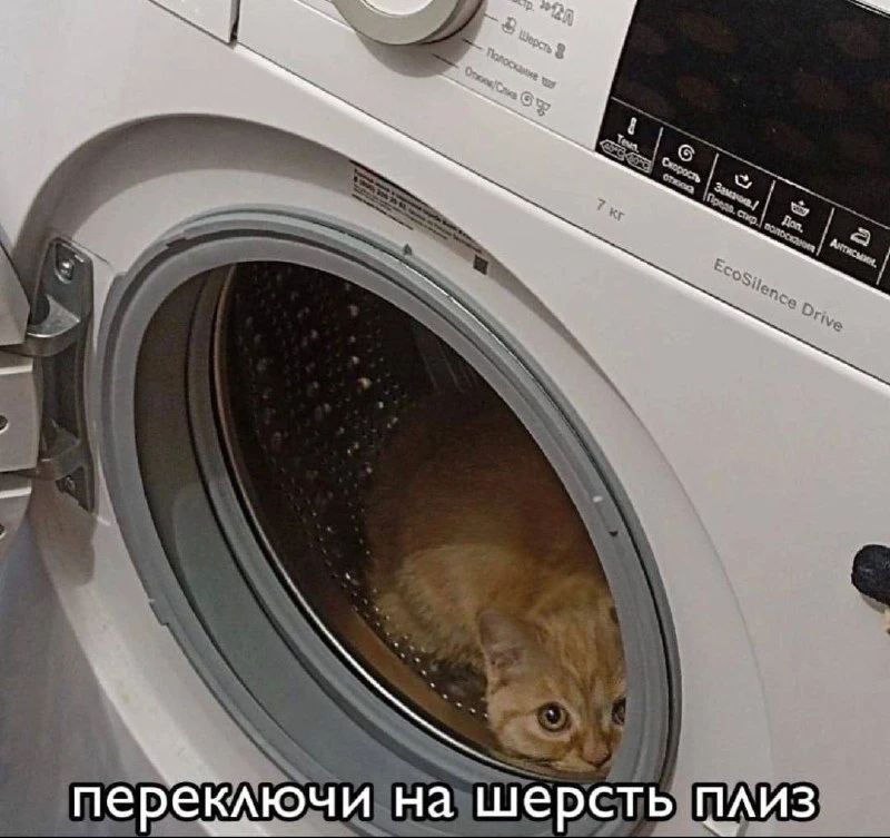 переключи на шерсть плиз