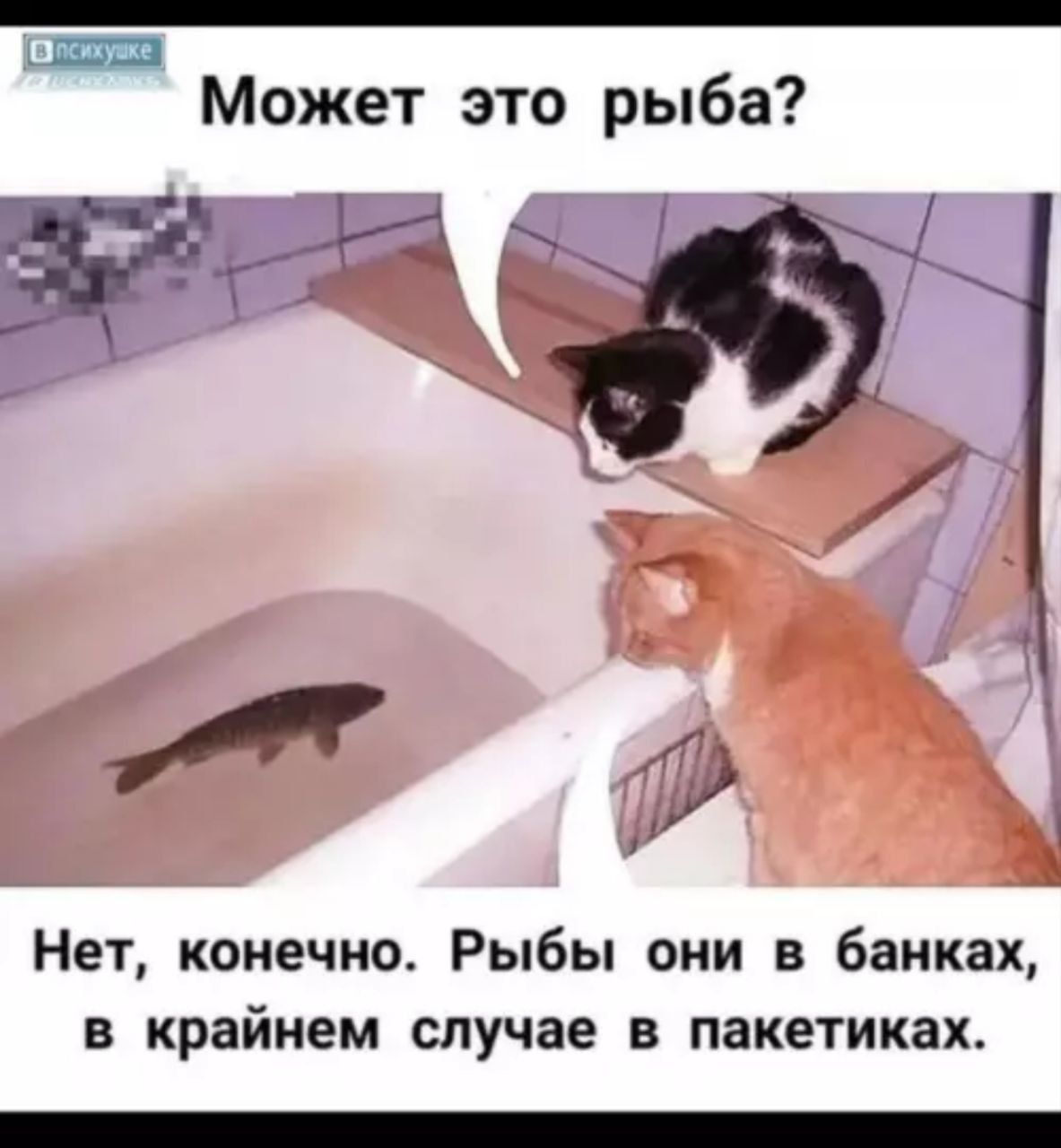 Может это рыба? Нет, конечно. Рыбы они в банках, в крайнем случае в пакетиках.