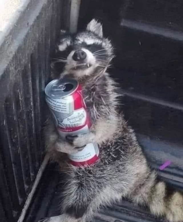 Budweiser