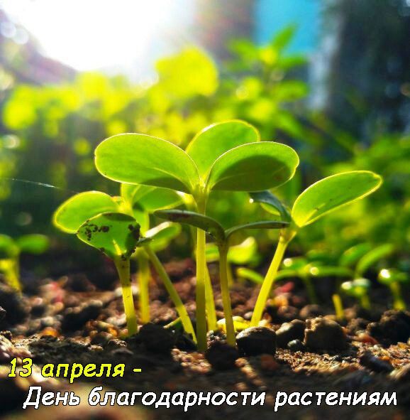 13 апреля - День благодарности растениям