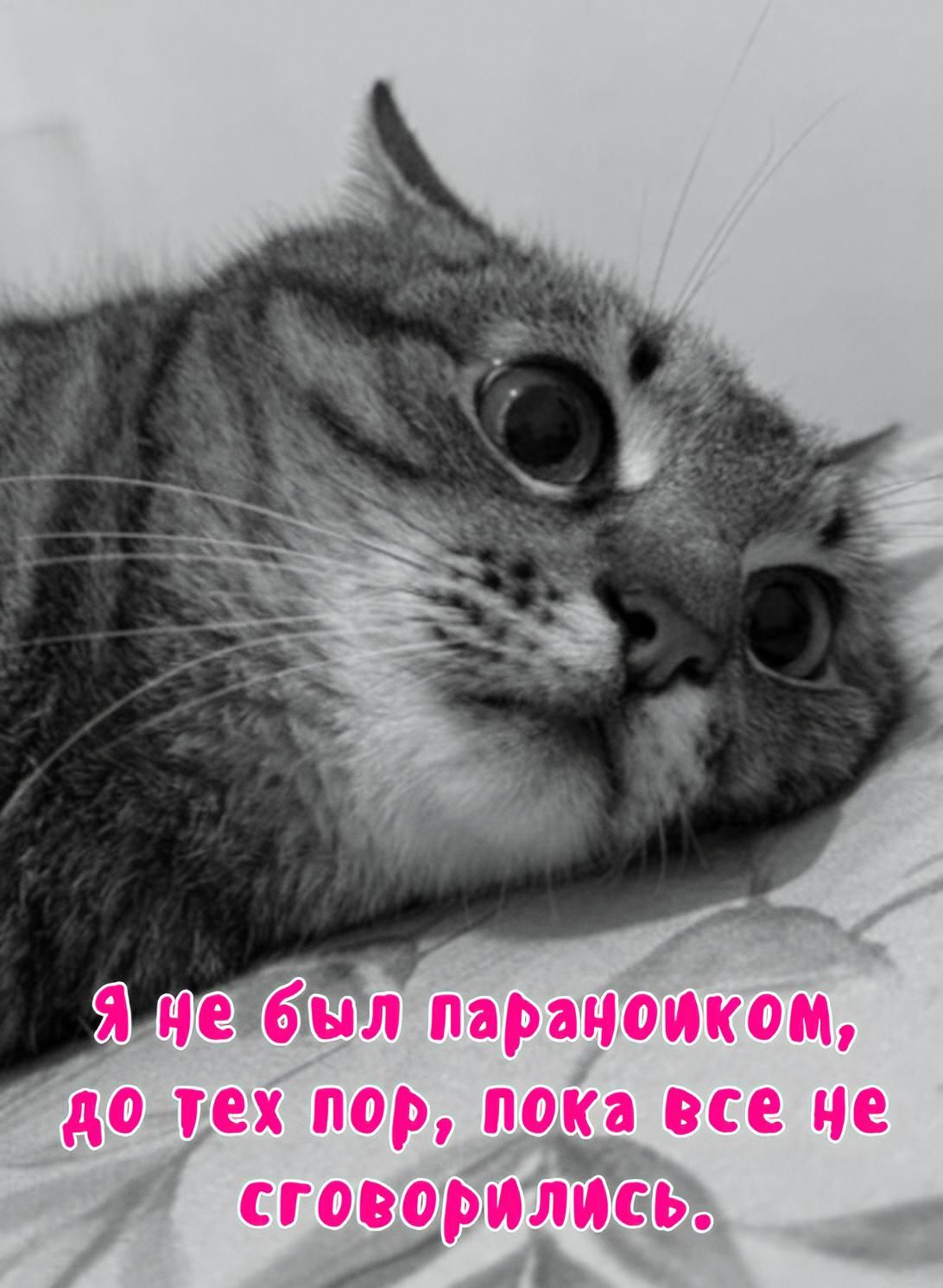 Я не был параноиком, до тех пор, пока все не сговорились.