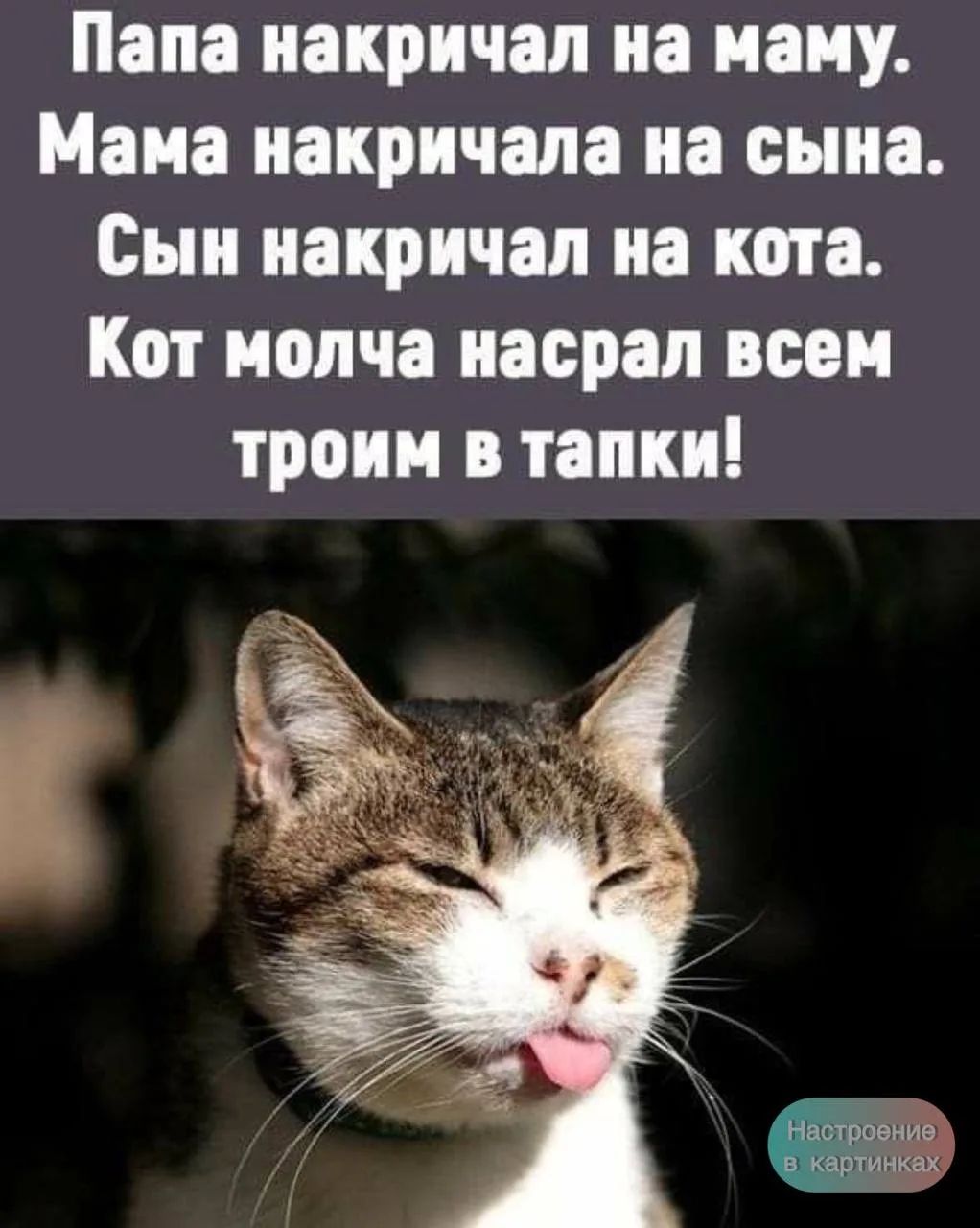 Папа накричал на маму. Мама накричала на сына. Сын накричал на кота. Кот молча насрал всем троим в тапки!