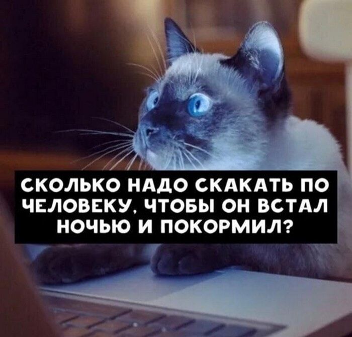 СКОЛЬКО НАДО СКАКАТЬ ПО ЧЕЛОВЕКУ, ЧТОБЫ ОН ВСТАЛ НОЧЬЮ И ПОКОРМИЛ?