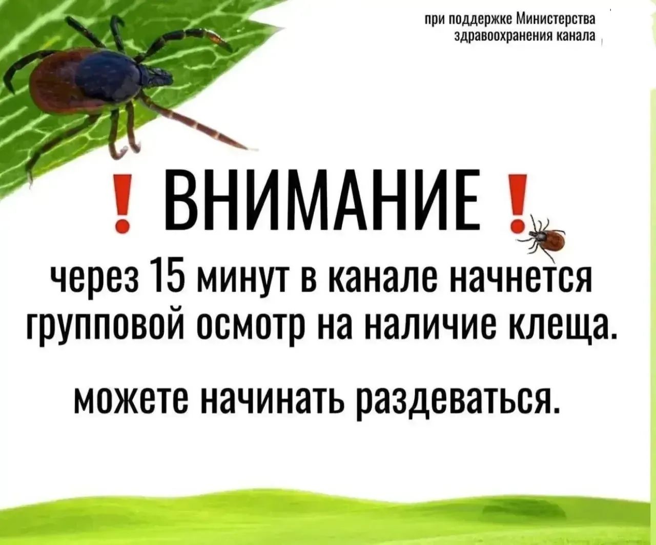 при поддержке Министерства здравоохранения канала ВНИМАНИЕ! через 15 минут в канале начнется групповой осмотр на наличие клеща. можете начинать раздеваться.