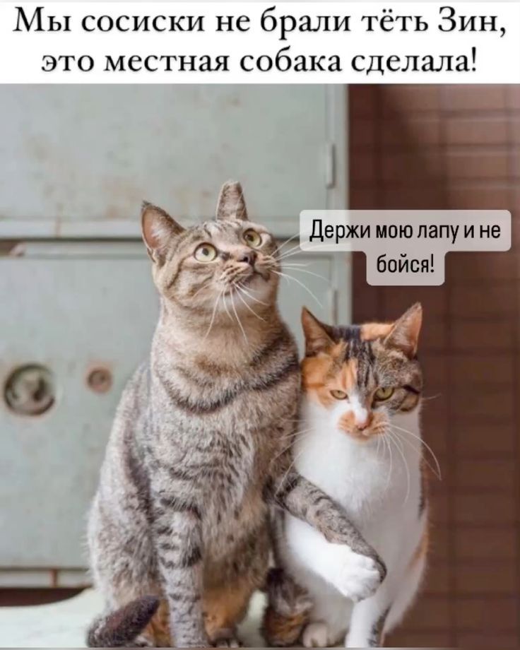 Мы сосиски не брали тёть Зин, это местная собака сделала! Держи мою лапу и не бойся!