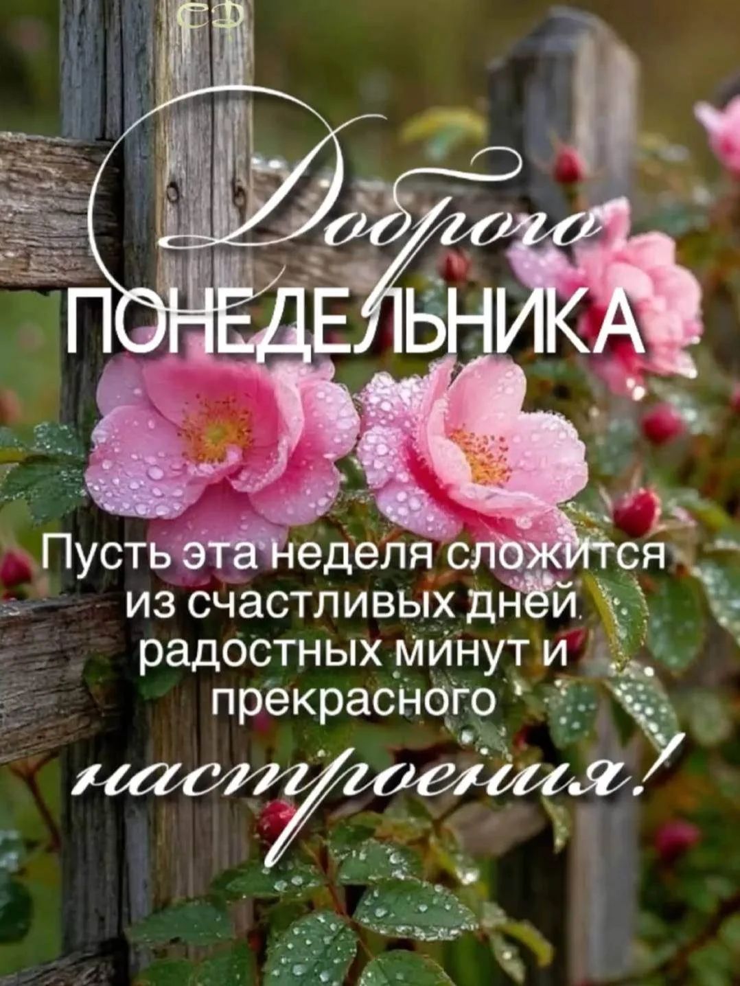Доброго ПОНЕДЕЛЬНИКА Пусть эта неделя сложится из счастливых дней, радостных минут и прекрасного настроения!