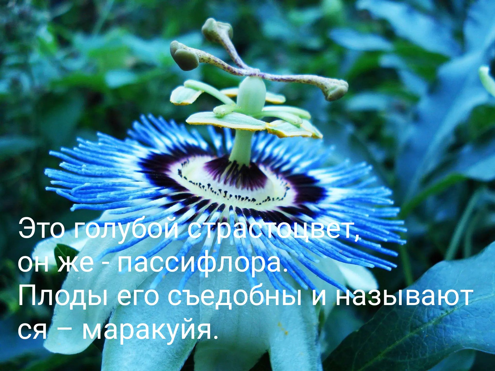 Это голубой страстоцвет, он же - пассифлора. Плоды его съедобны и называются - маракуйя.