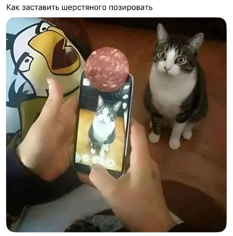 Как заставить шерстяного позировать. Человек держит телефон, на котором лежит кусок колбасы, и фотографирует кота, который смотрит на колбасу.