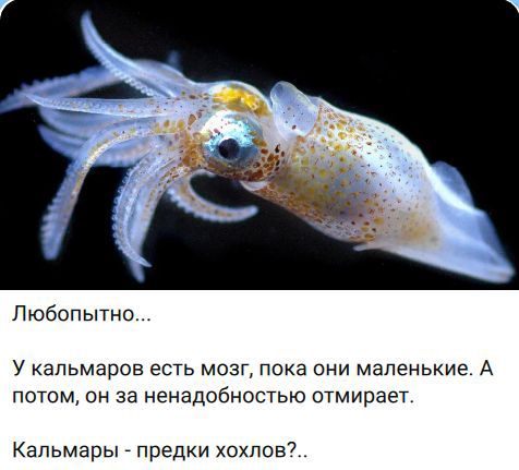 Любопытно... У кальмаров есть мозг, пока они маленькие. А потом, он за ненадобностью отмирает. Кальмары - предки хохлов?..