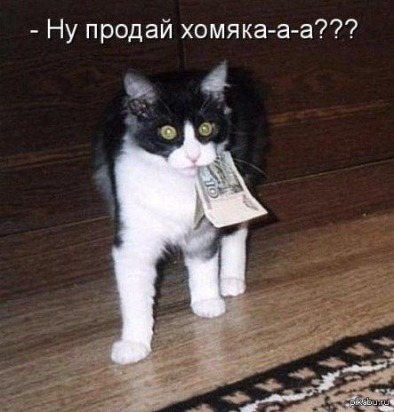 - Ну продай хомяка-а-а???