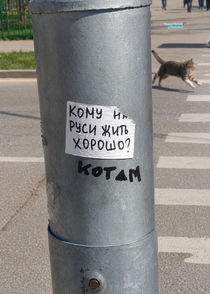 КОМУ НА РУСИ ЖИТЬ ХОРОШО? КОТАМ