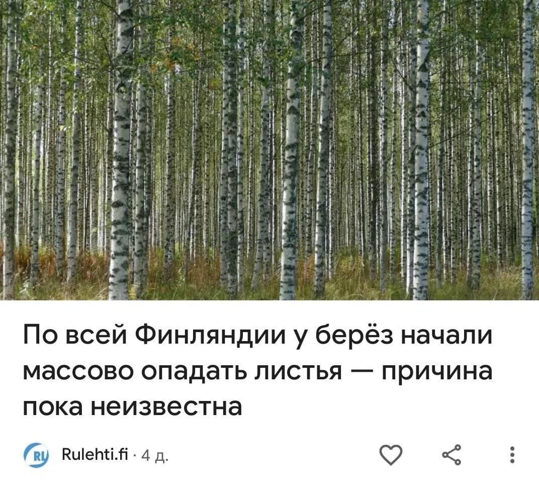 По всей Финляндии у берёз начали массово опадать листья — причина пока неизвестна Rulehti.fi