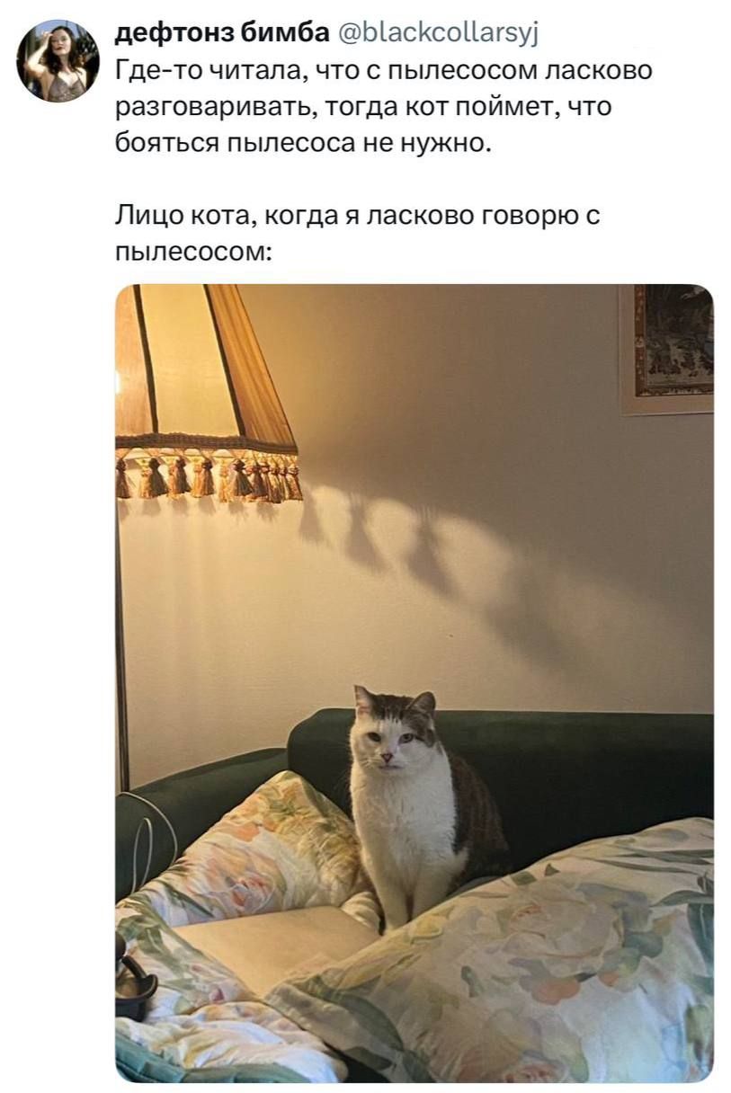 дефтонз бимба @blackcollarsyj Где-то читала, что с пылесосом ласково разговаривать, тогда кот поймет, что бояться пылесоса не нужно. Лицо кота, когда я ласково говорю с пылесосом:
